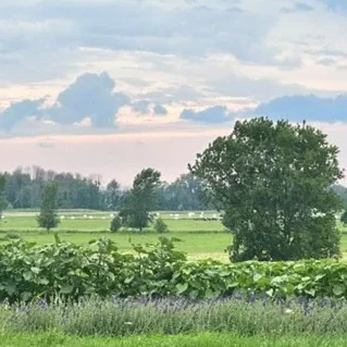 Blue sky with clouds over a green filed with large green trees