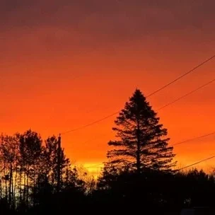 Orange sky sunset with black silhouete trees